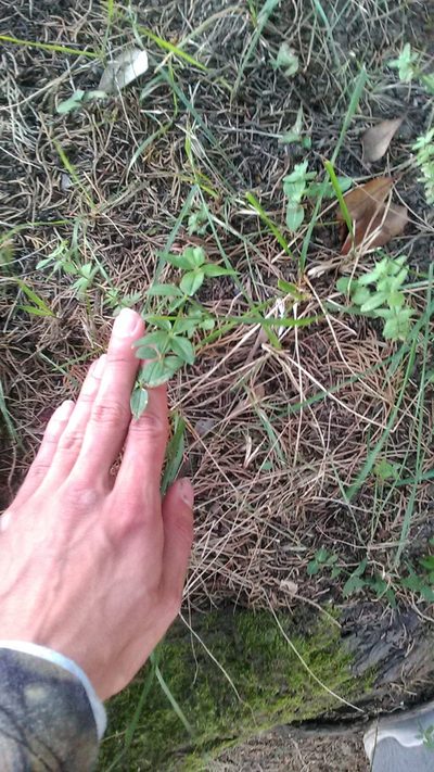 Galium valantioides, photographed by Михаил Орлов