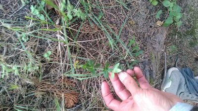 Galium valantioides, photographed by Михаил Орлов