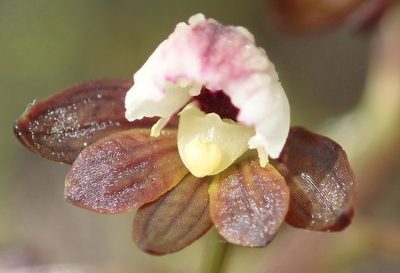 Eulophia cochlearis, photographed by Nicola van Berkel