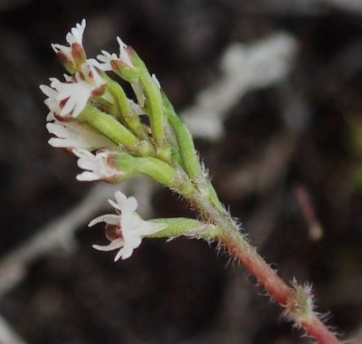 Holothrix mundii, photographed by Nicola van Berkel