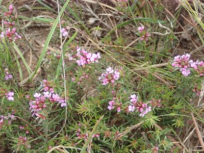 Muraltia ericoides, photographed by Nicola van Berkel