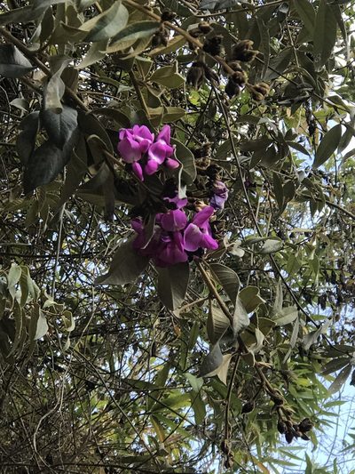 Collaea speciosa, photographed by Jake Armstrong