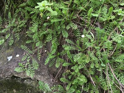 Leptinella minor, photographed by Jon Sullivan