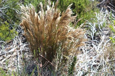 Restio festuciformis, photographed by Noeleen du Toit
