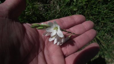 Ixia orientalis, photographed by Shaun Swanepoel
