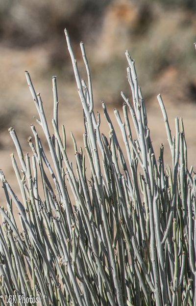 Euphorbia gregaria, photographed by lallen