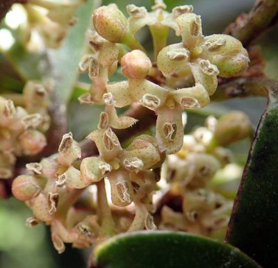 Myrsine chathamica, photographed by Peter de Lange