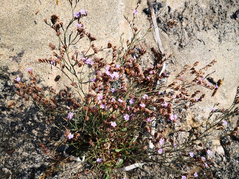 Limonium elaphonisicum, photographed by Claude Kolwelter