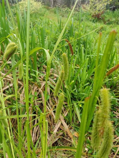 Carex fascicularis, photographed by Joe Dillon