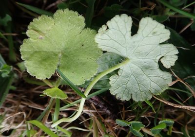 Hydrocotyle robusta, photographed by Peter de Lange