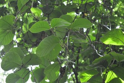Prestonia mexicana, photographed by Neptalí Ramírez Marcial