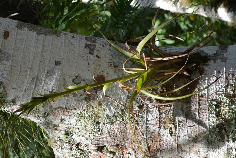 Tillandsia polystachia, photographed by Neptalí Ramírez Marcial