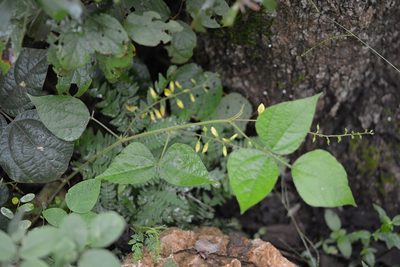 Rhynchosia edulis, photographed by Neptalí Ramírez Marcial