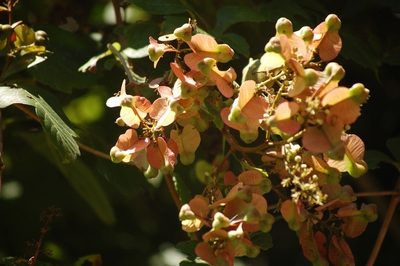 Serjania triquetra, photographed by Neptalí Ramírez Marcial