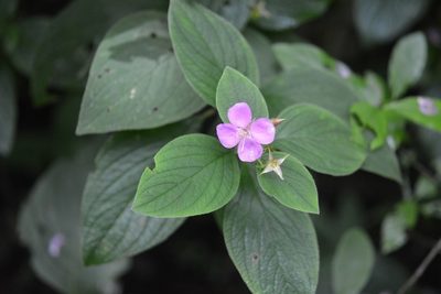 Heterocentron muricatum, photographed by Neptalí Ramírez Marcial