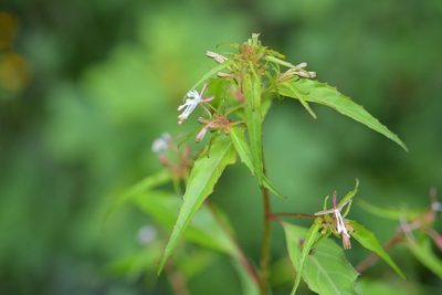Gongylocarpus rubricaulis, photographed by Neptalí Ramírez Marcial