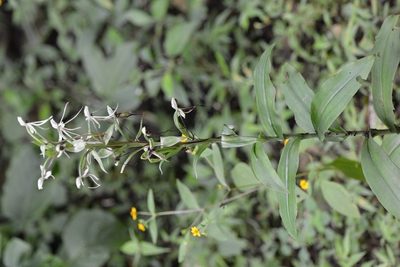 Habenaria macroceratitis, photographed by Neptalí Ramírez Marcial
