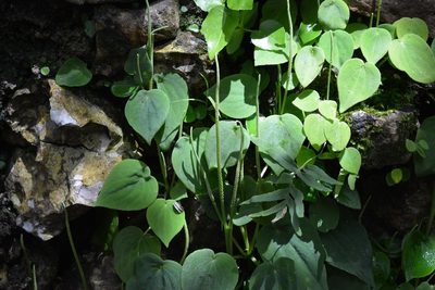 Peperomia lanceolatopeltata, photographed by Neptalí Ramírez Marcial