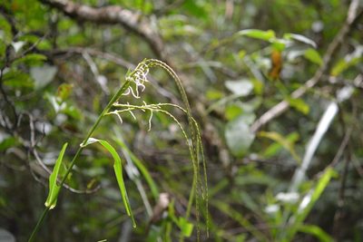 Tripsacum jalapense, photographed by Neptalí Ramírez Marcial