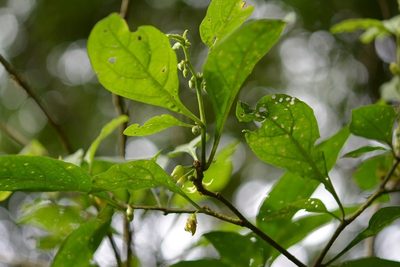Physalis melanocystis, photographed by Neptalí Ramírez Marcial