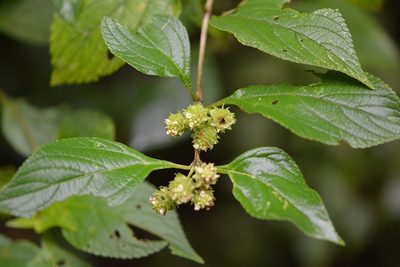 Lippia cardiostegia, photographed by Neptalí Ramírez Marcial