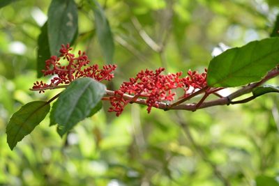 Cissus biformifolia, photographed by Neptalí Ramírez Marcial