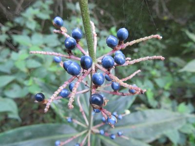 Pollia japonica, photographed by Marco Mussita