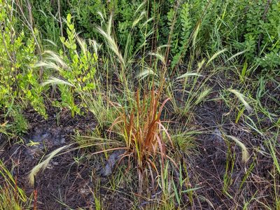 Aristida spiciformis, photographed by Scott Allen Davis
