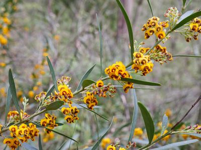 Daviesia mimosoides, photographed by Nathan Odgers