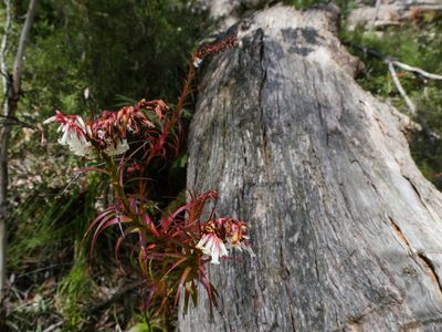 Dracophyllum secundum, photographed by Nathan Odgers