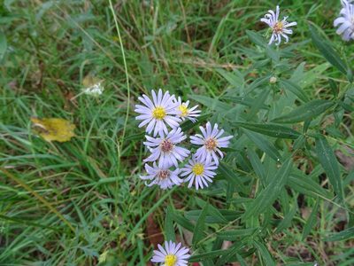 Symphyotrichum praealtum, photographed by Reuven Martin