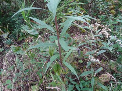 Helianthus giganteus, photographed by Reuven Martin