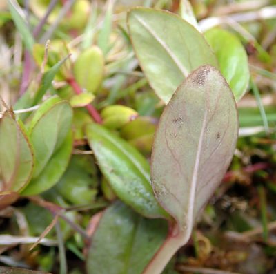 Epilobium chionanthum, photographed by Peter de Lange