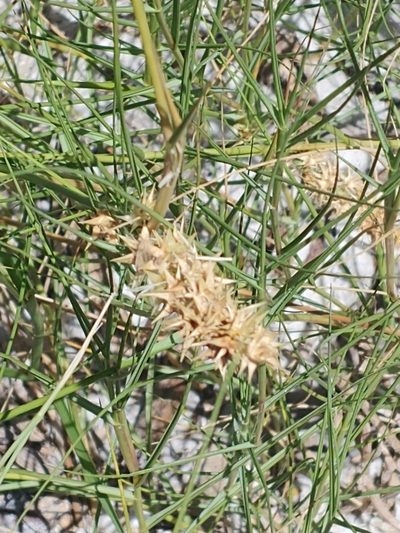 Cenchrus tribuloides, photographed by Gilles Deacur