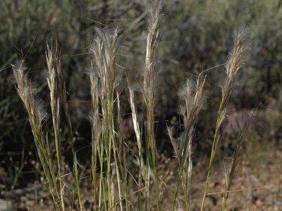 Pappostipa speciosa, photographed by Jim Morefield