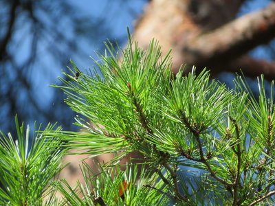 Pinus densiflora, photographed by Marco Mussita