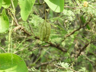 Aristolochia taliscana, photographed by Francisco Farriols Sarabia