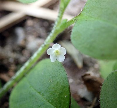 Myosotis spatulata, photographed by Peter de Lange