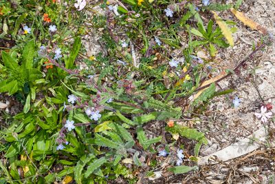 Anchusa crispa, photographed by Drepanostoma