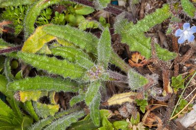 Anchusa crispa, photographed by Drepanostoma