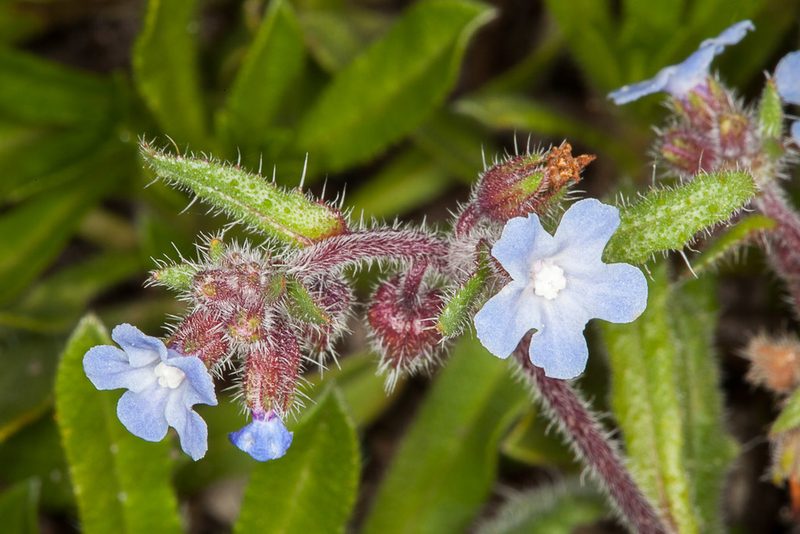 Anchusa crispa, photographed by Drepanostoma