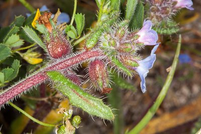 Anchusa crispa, photographed by Drepanostoma