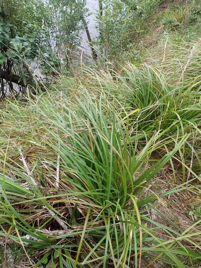 Carex ventosa, photographed by Peter de Lange