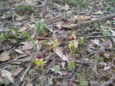 Caladenia parva, photographed by graeme lunt