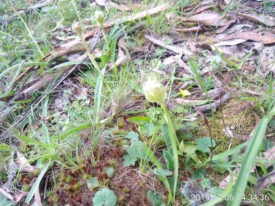 Pterostylis curta, photographed by graeme lunt