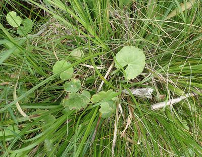 Hydrocotyle robusta, photographed by Peter de Lange