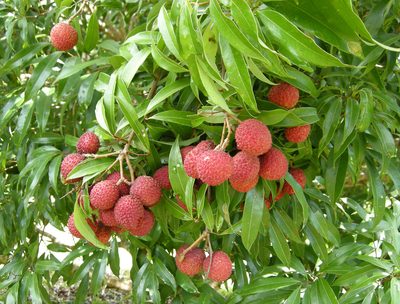 Litchi chinensis, photographed by Leonard Worthington
