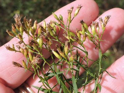 Euthamia leptocephala, photographed by Sam Kieschnick