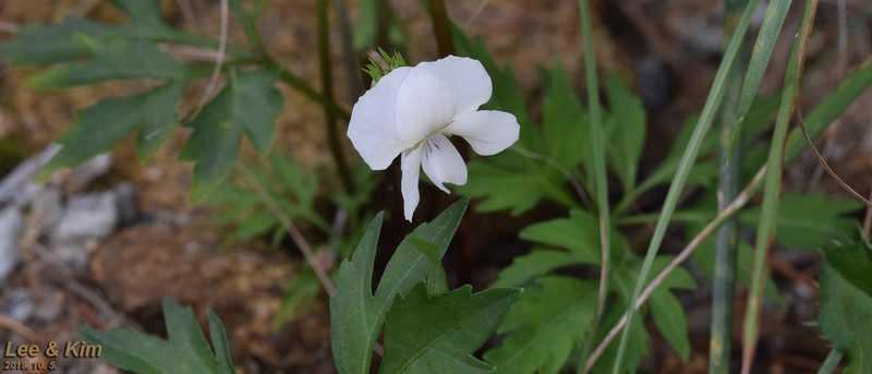 Viola chaerophylloides, photographed by Kim, Hyun-tae