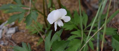 Viola chaerophylloides, photographed by Kim, Hyun-tae